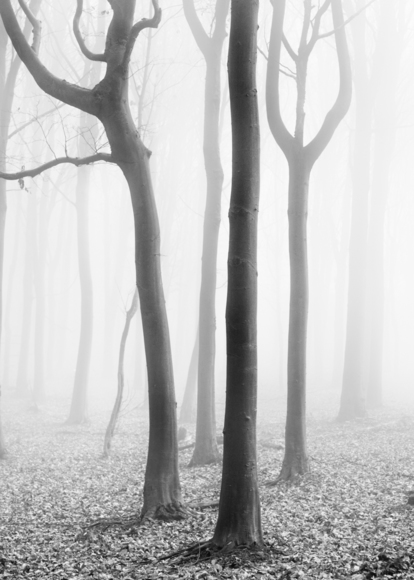 Misty Beech Wood