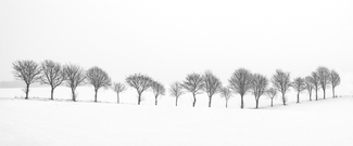 Twenty Trees Twenty Trees