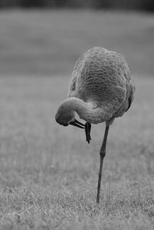 Building Crane - Sandhill Crane. Building Crane - Sandhill Crane.