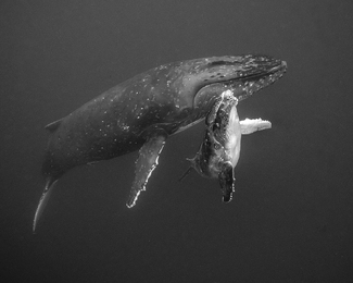 Humpback Mother and Calf Humpback Mother and Calf