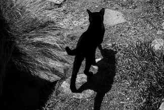 Un-neutered Male on the Prowl Un-neutered Male on the Prowl