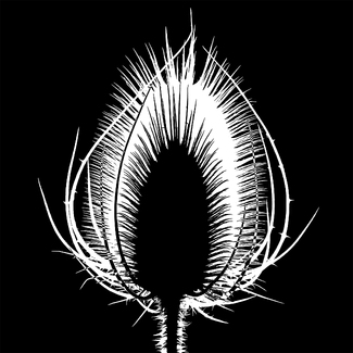 Dipsacus follonum Dipsacus follonum