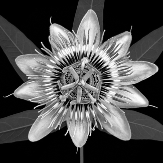 Passion flower Passion flower