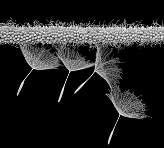 Veronicastrum Veronicastrum