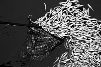 Fresh Out of Oxygen Fresh Out of Oxygen