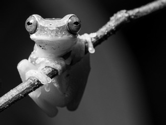 Hourglass Tree Frog