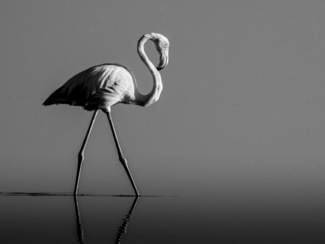 Solitary flamingo