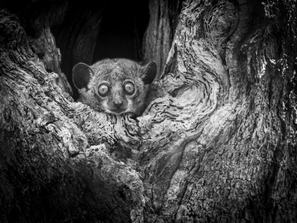 Sportive Lemur in a Tree Hole
