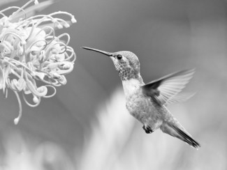 Allen's hummingbird in flight