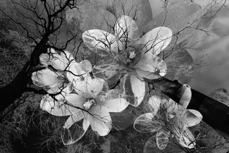 Crocuses under trees Crocuses under trees