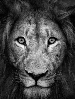 What are you looking at What are you looking at