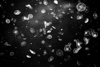 Jellyfish Nebula Jellyfish Nebula