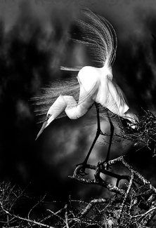 Great White Egret Great White Egret