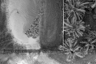 A raft of ducks A raft of ducks