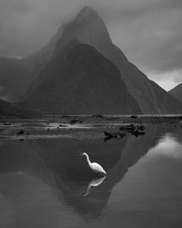 White Heron, Milford Sound White Heron, Milford Sound