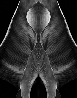 Matrix of Life Matrix of Life