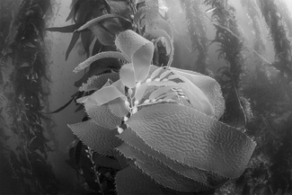 Lost in the Forest Lost in the Forest