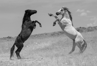 Wild Horses Duel