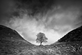 The Sycamore Gap The Sycamore Gap