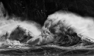 The games that seabirds play The games that seabirds play