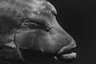 Napoleonfish Napoleonfish