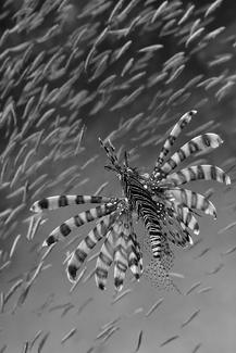 Lionfish Hunting Lionfish Hunting