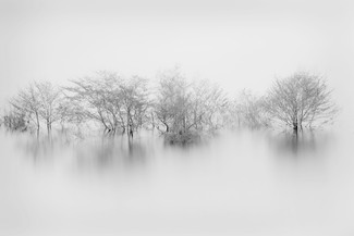 Elegance in the trees Elegance in the trees