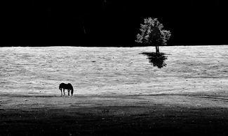 Paints in Pasture 1 Paints in Pasture 1