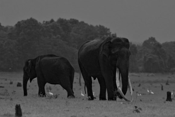 Tusker on Move 