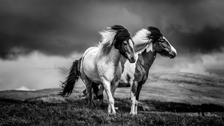 Magnificent Two Magnificent Two