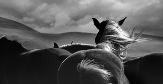 Bracing For The Storm Bracing For The Storm