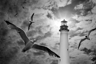 Birds & Lighthouse