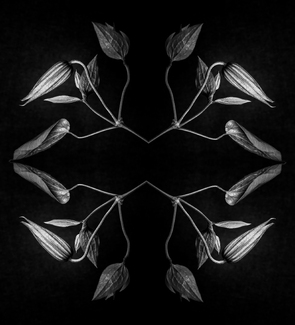 Geometrical reflections Geometrical reflections