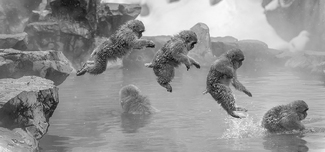 Monkey Jump Sequence Monkey Jump Sequence