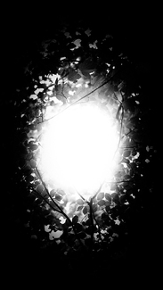 The Woods The Woods