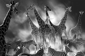 Fauna Bouquet Fauna Bouquet