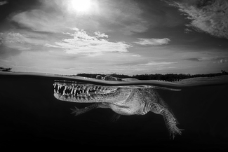 Mister Croccodille Mister Croccodille