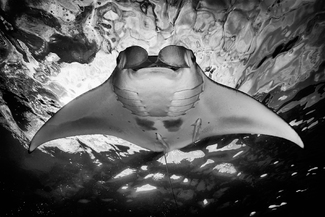 Manta ray Manta ray