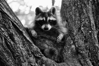 Portrait of A Racoon