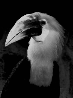 Doppelhornvogel Doppelhornvogel