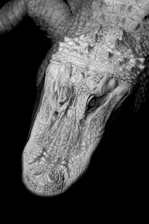 albino-alligator albino-alligator