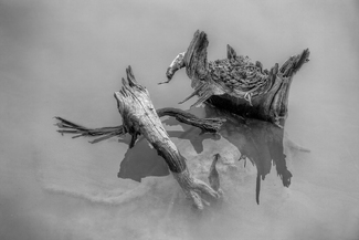 Dead Wood, Study 1 Dead Wood, Study 1