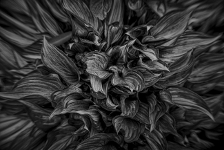 leaves leaves
