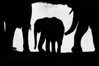 Elephant Calf Elephant Calf
