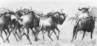 Wildebeest Stampede