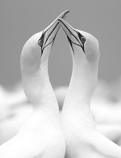 Australasian Gannets Australasian Gannets