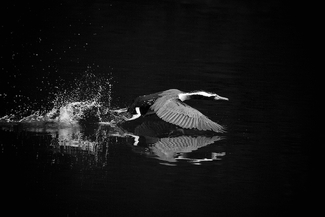 New Zealand Spotted Shag New Zealand Spotted Shag