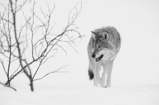 Scandinavian Wolf