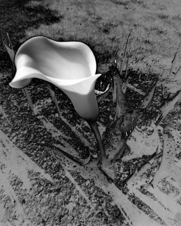 Zantedeschia Zantedeschia