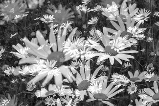 Marguerite-Explosion Marguerite-Explosion